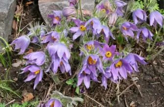 Pulsatilla ambigua прострел сомнительный