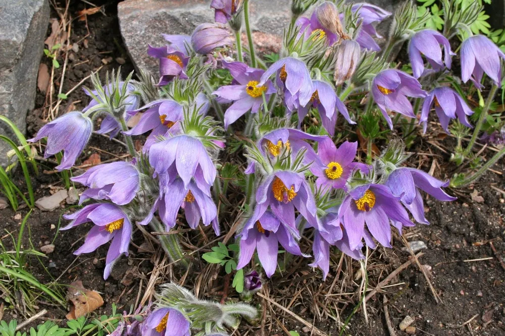 Pulsatilla ambigua прострел сомнительный