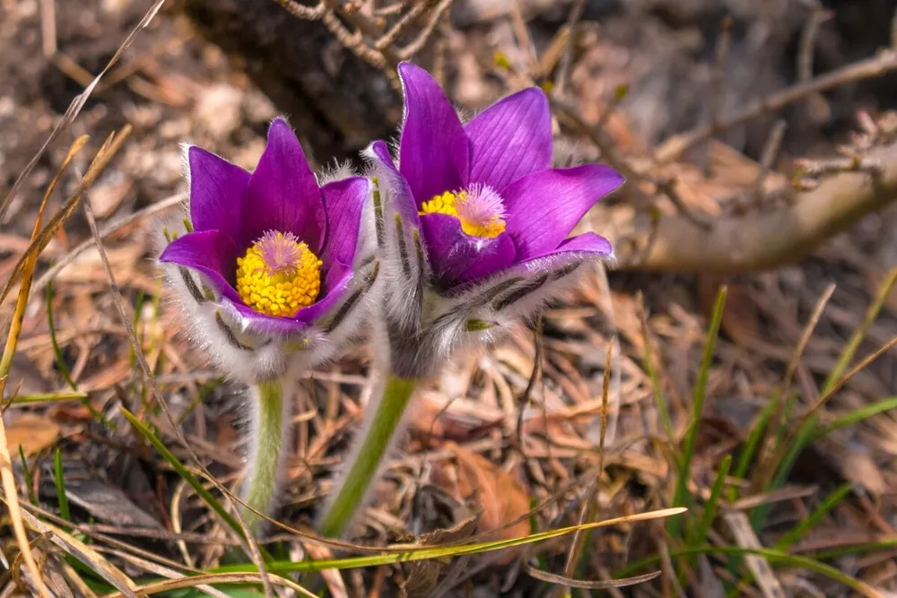 Pulsatilla Grandis