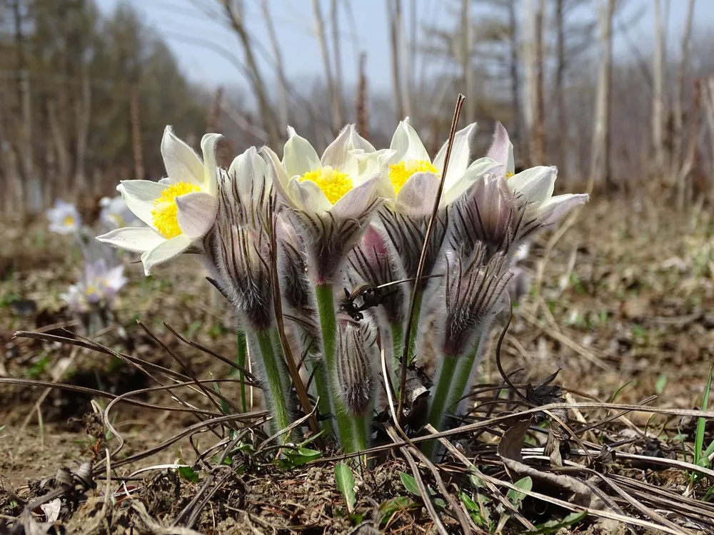 Pulsatilla прострел Даурский