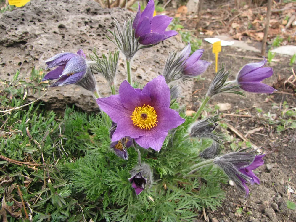 Pulsatilla прострел Даурский