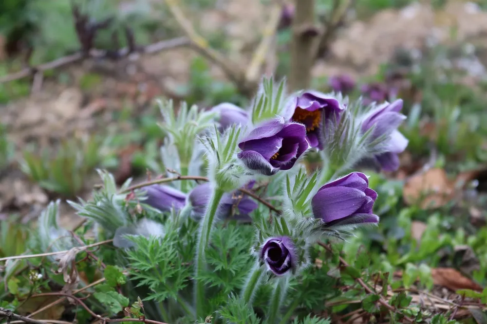 Pulsatilla прострел Даурский