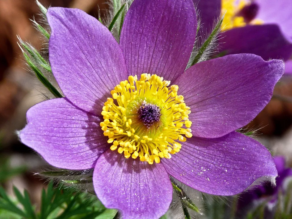 Pulsatilla Purple