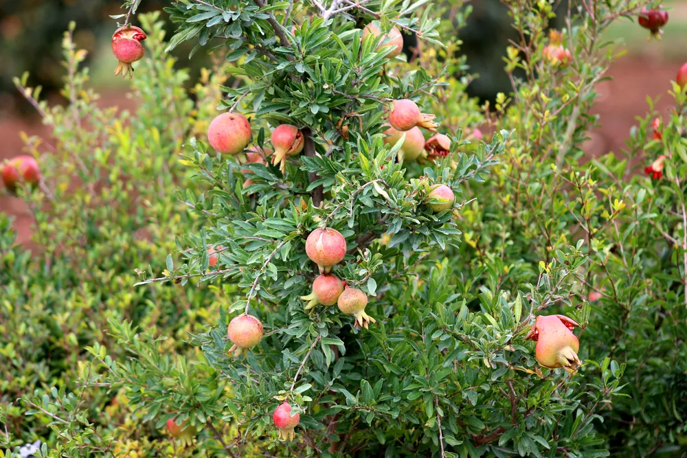 Punica granatum