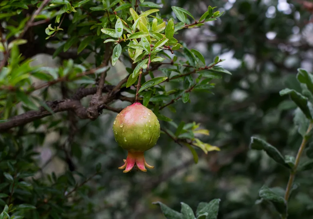 Punica granatum Nana