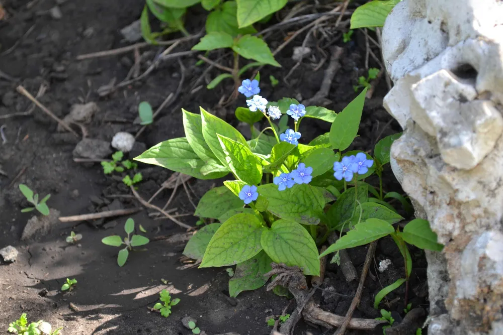 Пупочник весенний omphalodes Verna