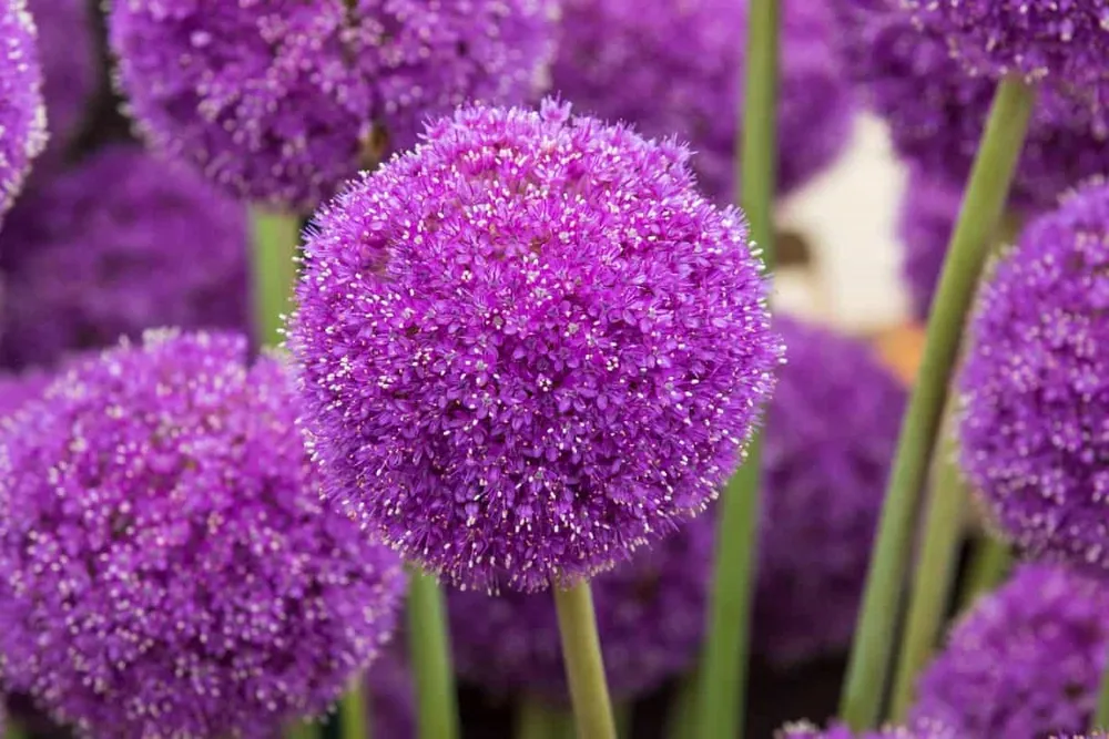 Purple Rain аллиум