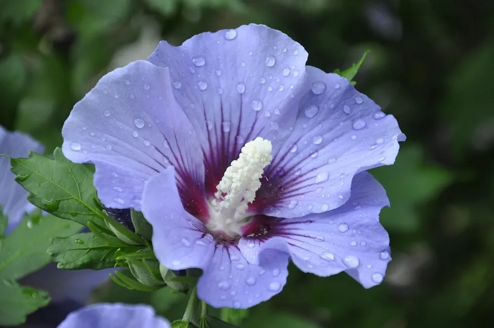 Purple сирийский гибискус