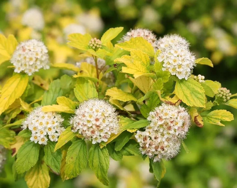 Пузыреплодник калинолистный Physocarpus opulifolius