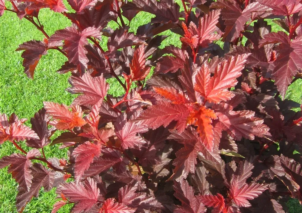 Пузыреплодник калинолистный Physocarpus opulifolius `little Angel`