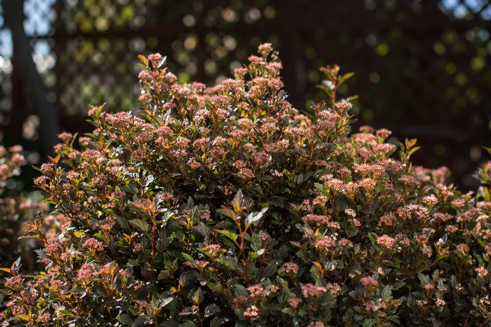 Пузыреплодник калинолистный Physocarpus opulifolius `little Devil`