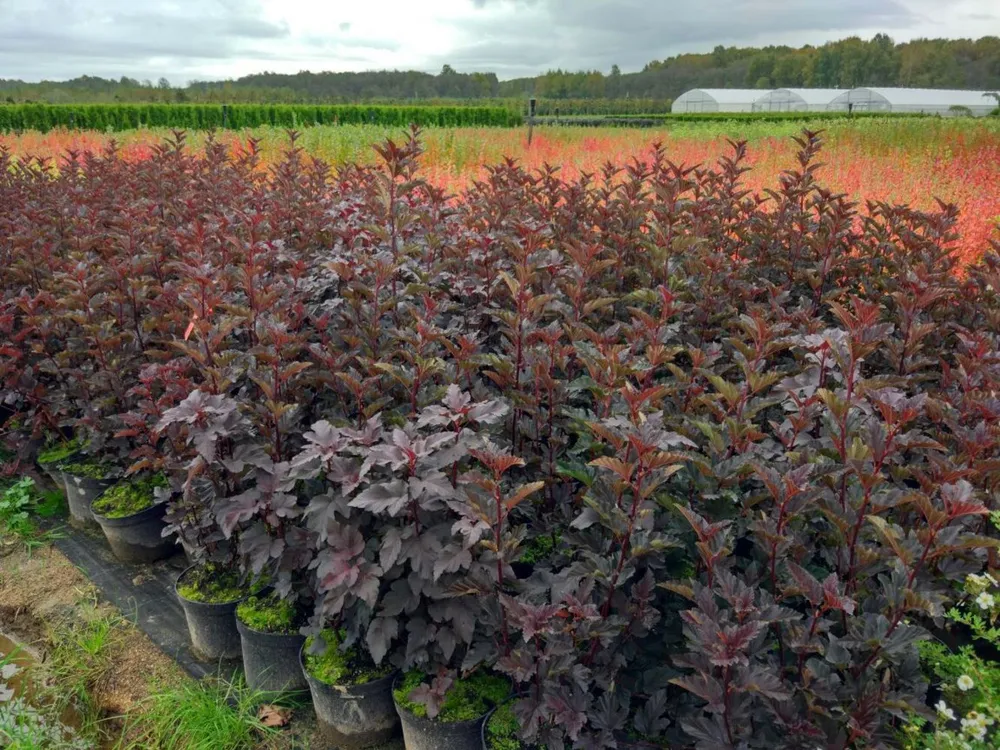 Пузыреплодник калинолистный ред Барон Physocarpus opulifolius Red Baron