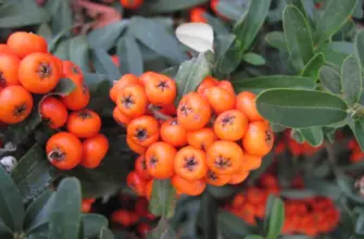 Pyracantha fortuneana