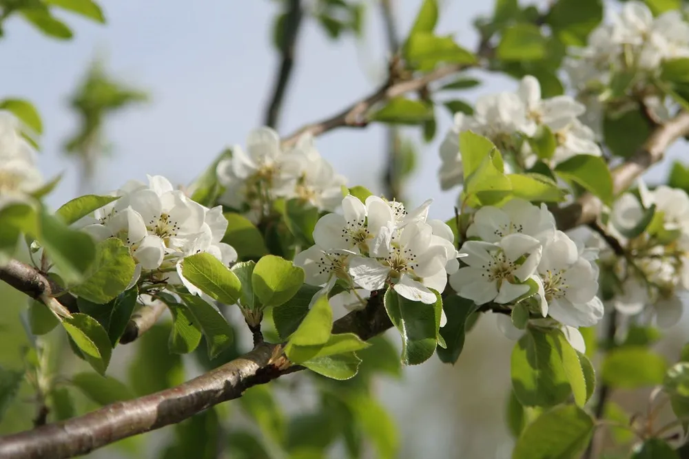 Pyrus calleryana