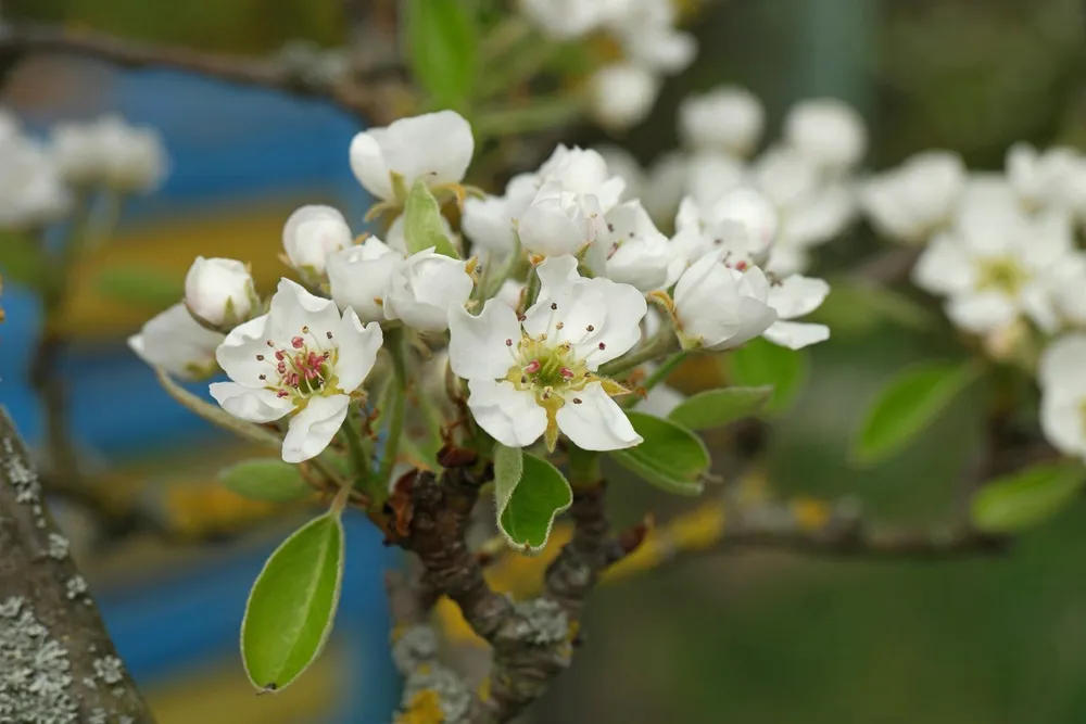 Pyrus communis