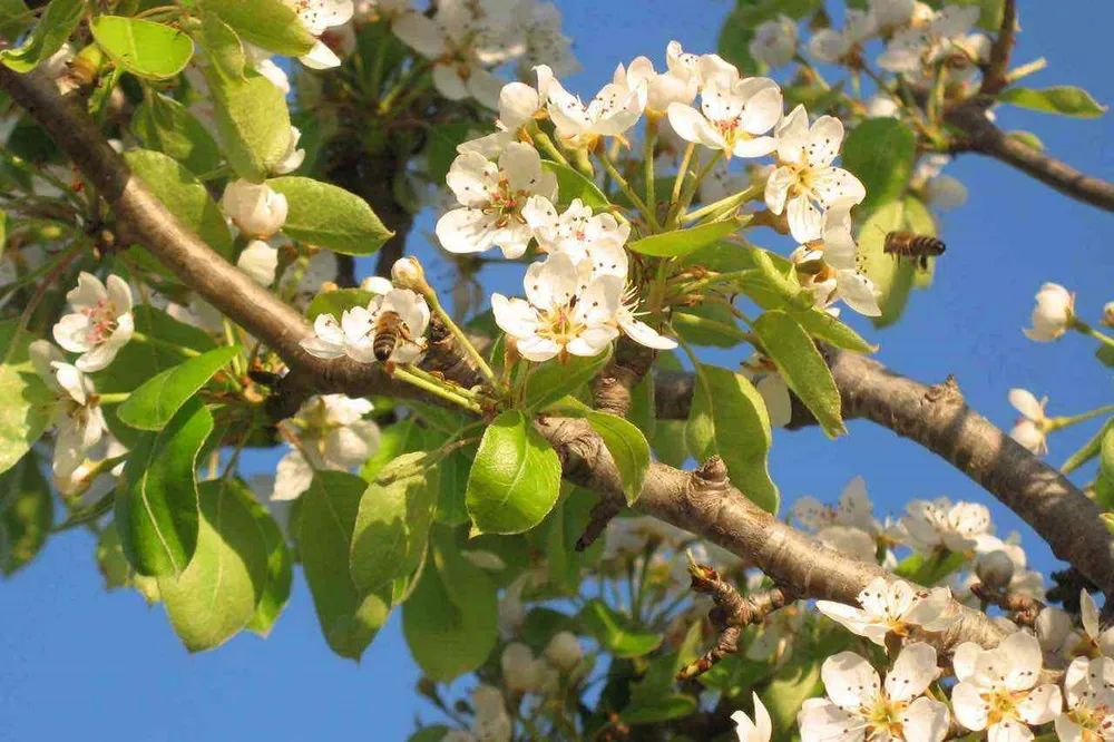 Pyrus communis