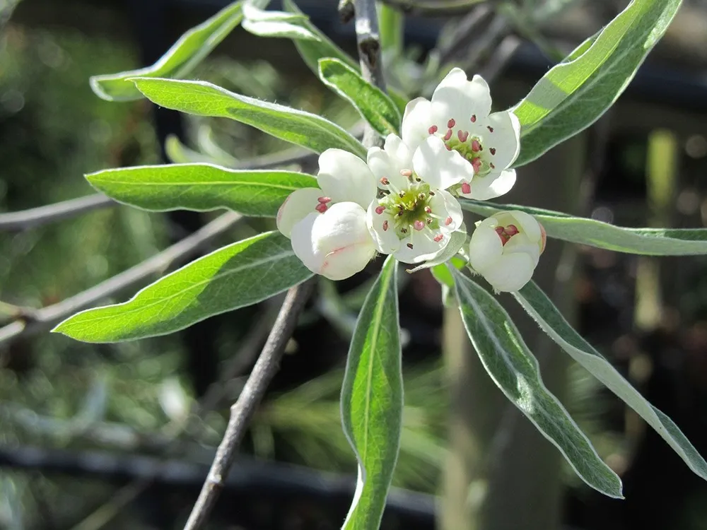 Pyrus salicifolia