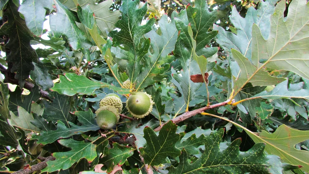 Quercus castaneifolia