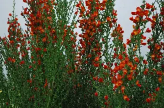 Ракитник Cytisus Lena