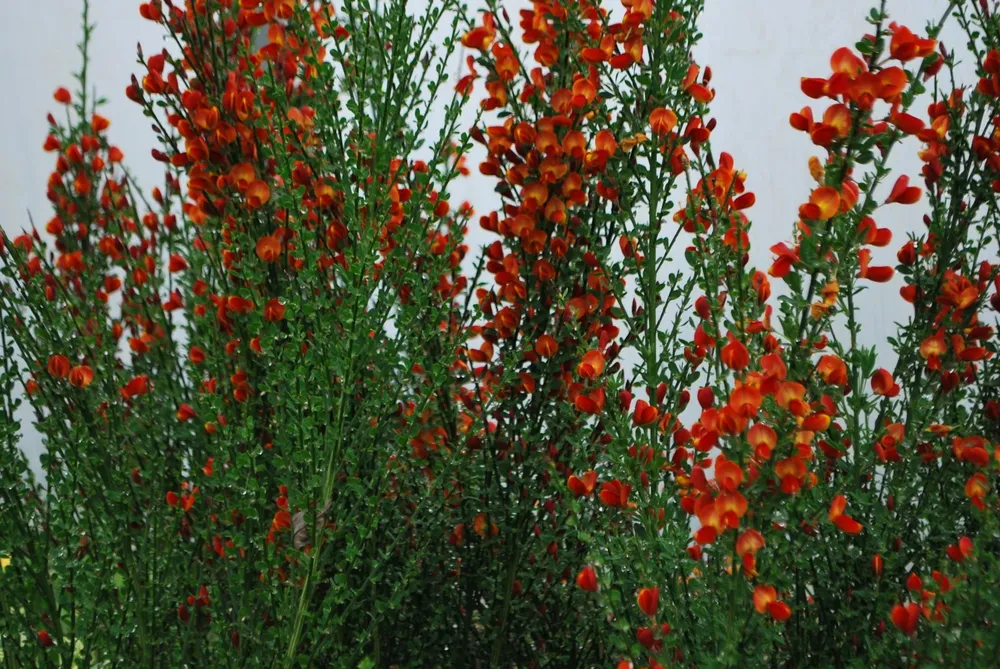 Ракитник Cytisus Lena