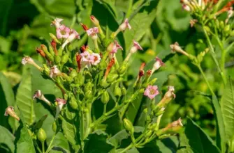 Растение Nicotiana tabacum