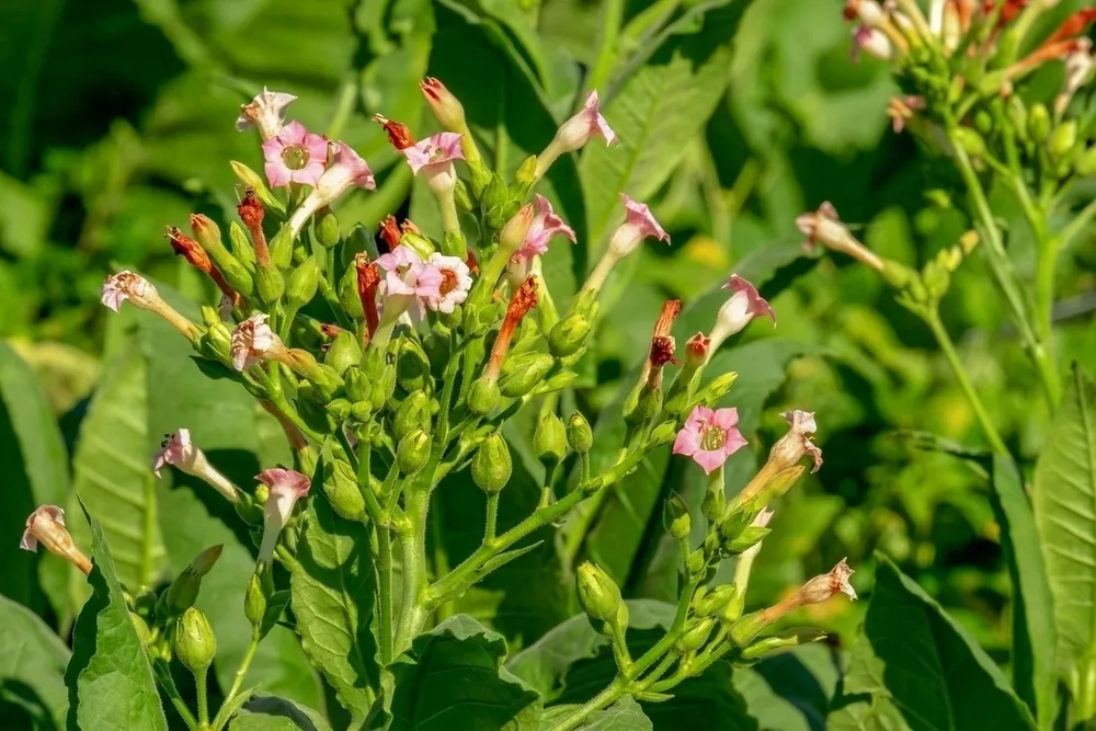 Растение Nicotiana tabacum