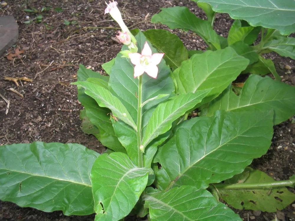 Растение Nicotiana tabacum