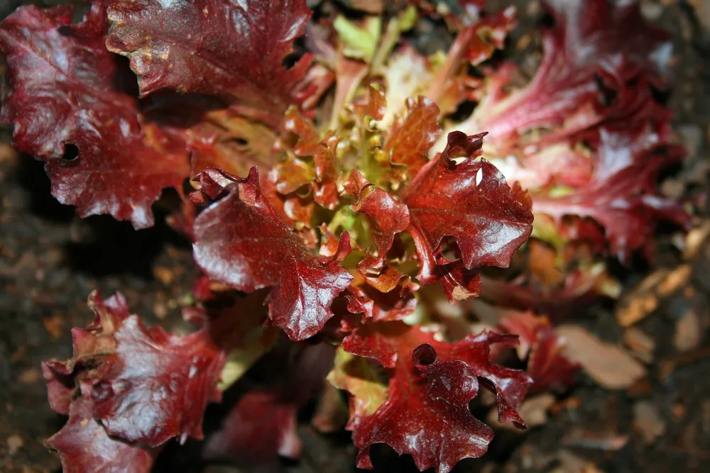 Red Leaf lettuce