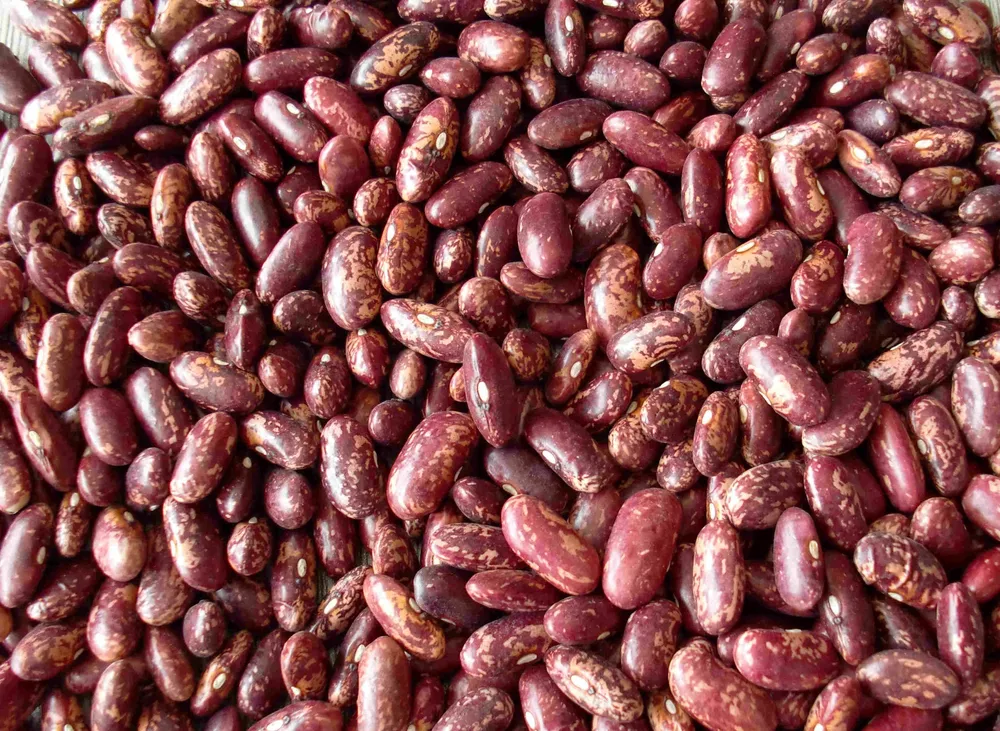 Red Speckled Kidney Bean