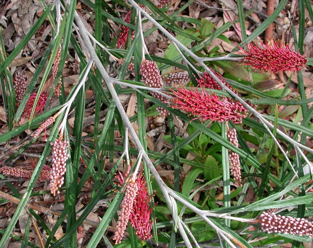 Rhamnus Frangula Aspleniifolia