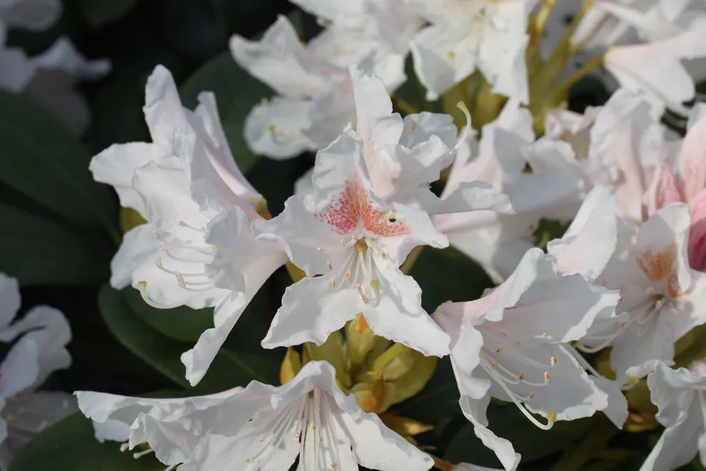 Rhododendron simsii