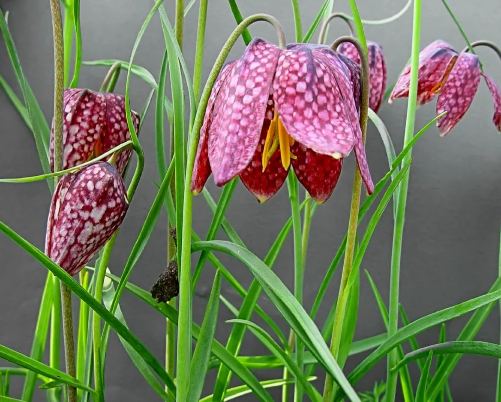 Рябчик Fritillaria