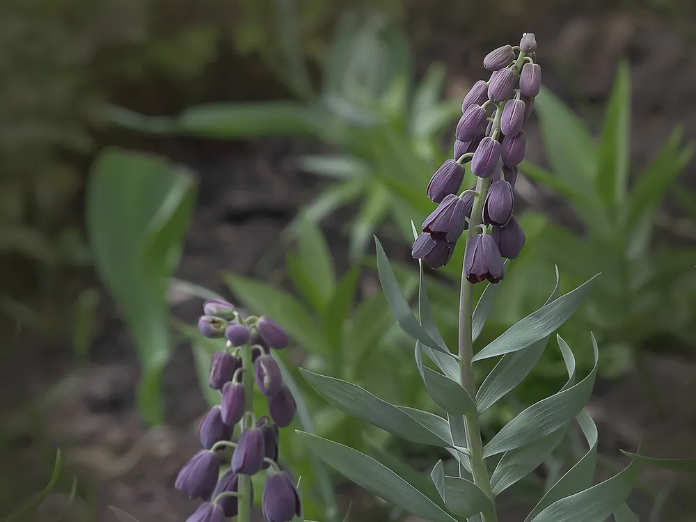 Рябчик Fritillaria persica