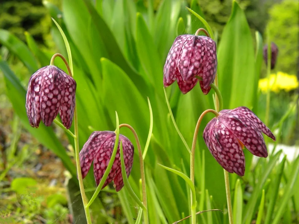 Рябчик малый — Fritillaria meleagroides