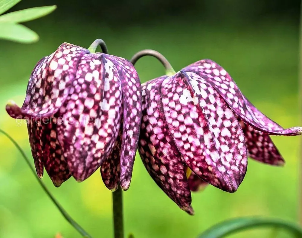 Рябчик шахматный Fritillaria meleagris