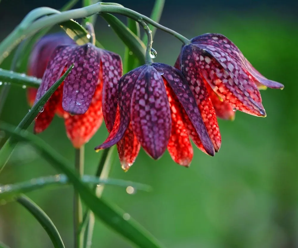 Рябчик шахматный Fritillaria meleagris