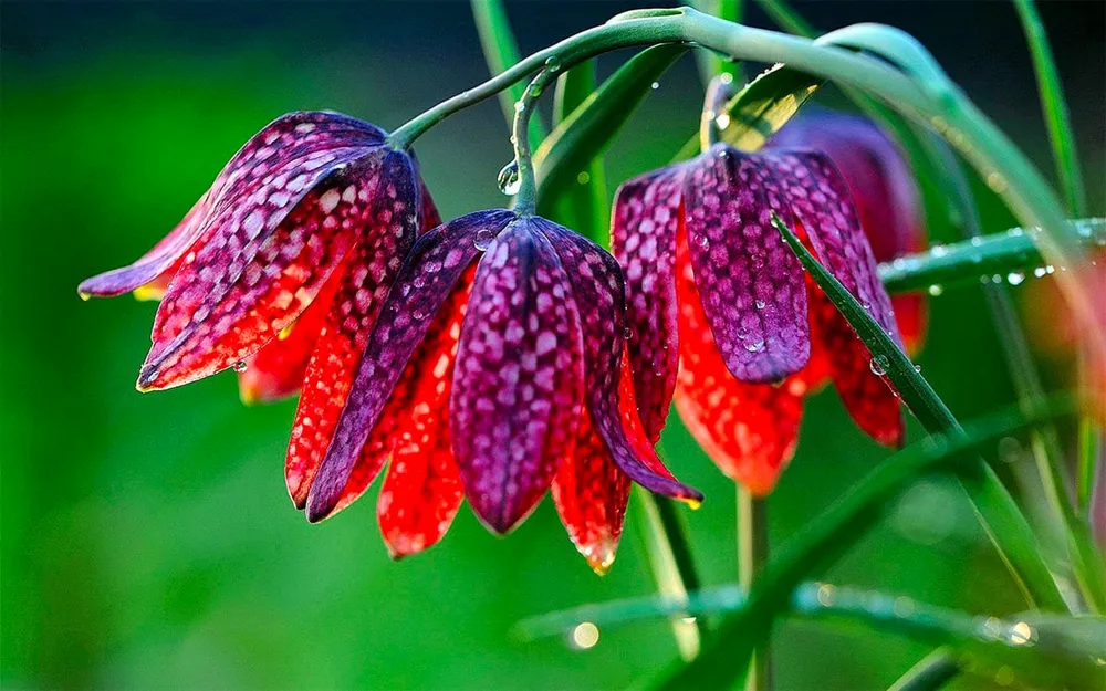 Рябчик шахматный Fritillaria meleagris