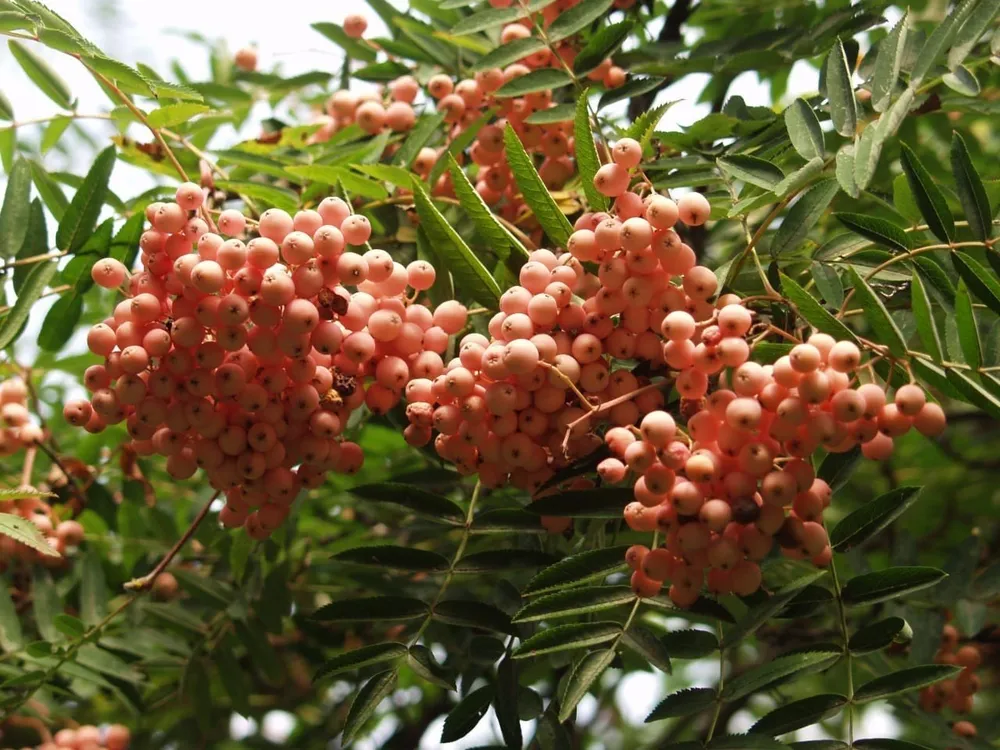 Рябина Арнольда Sorbus arnoldiana Golden Wonder