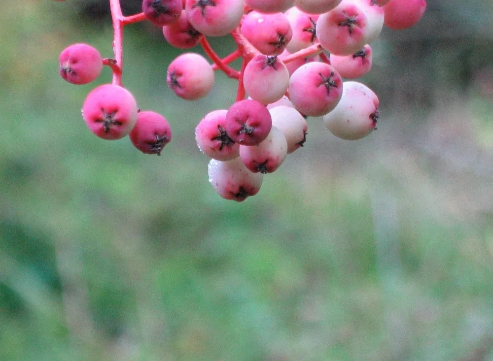 Рябина кашмирская Sorbus cashmiriana