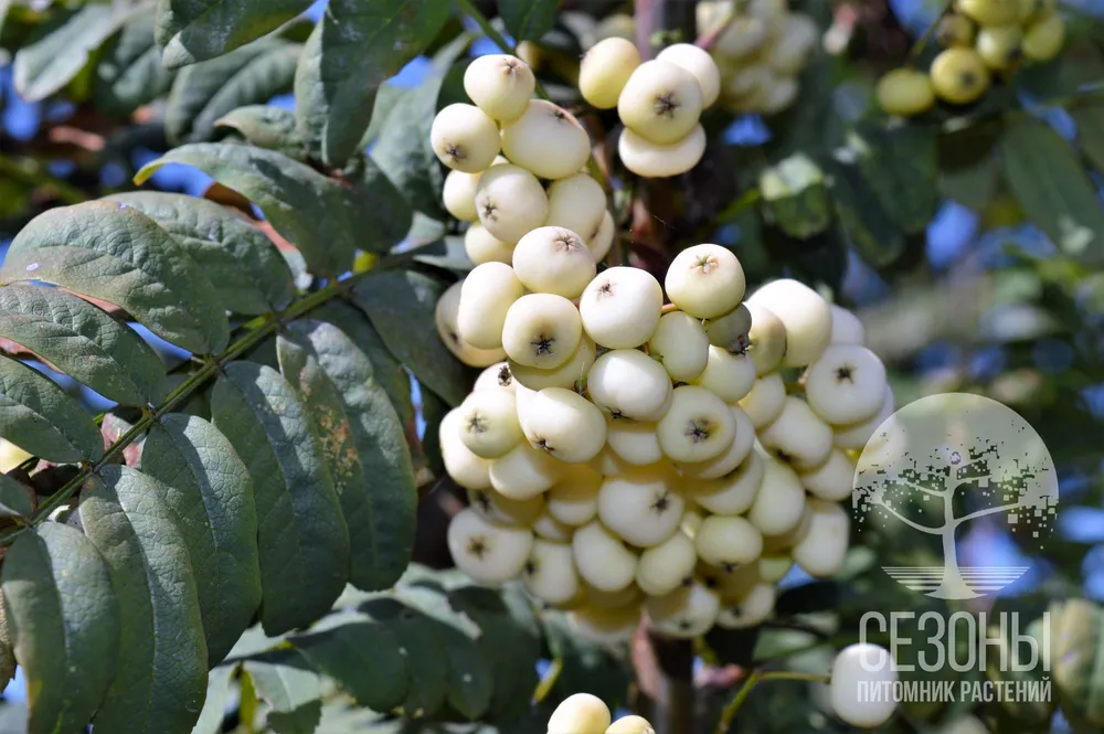 Рябина кашмирская Sorbus cashmiriana