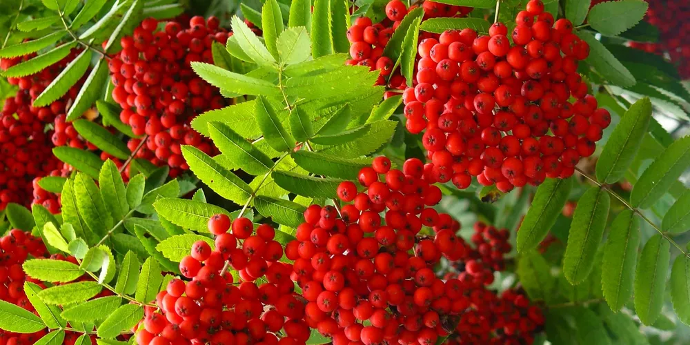 Рябина обыкновенная Sorbus aucuparia