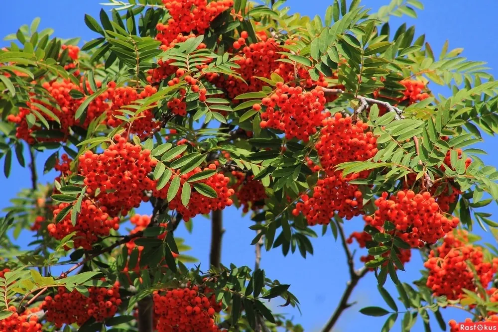 Рябина обыкновенная Sorbus aucuparia