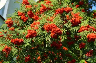 Рябина обыкновенная Sorbus aucuparia