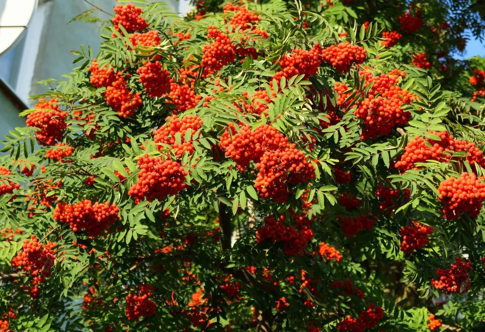 Рябина обыкновенная Sorbus aucuparia