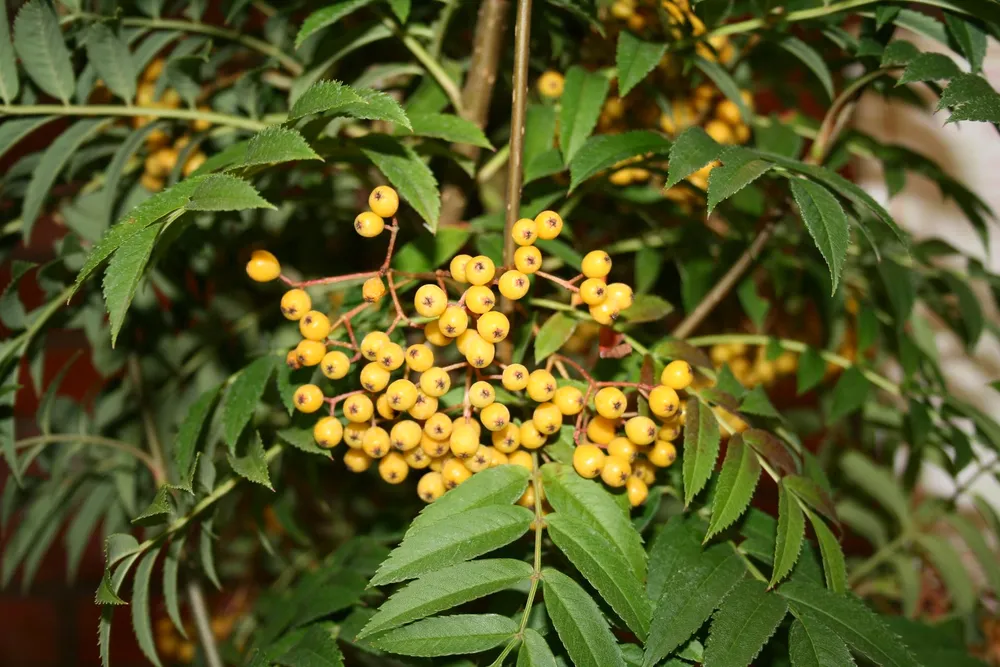 Рябина обыкновенная Sorbus aucuparia