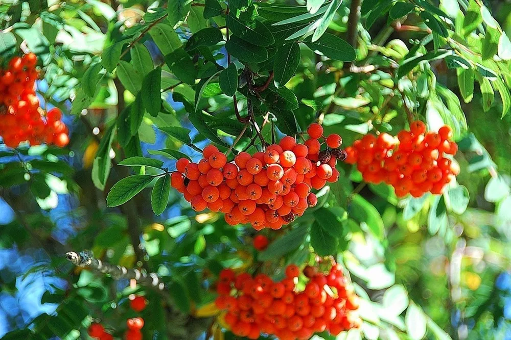 Рябина Sorbus