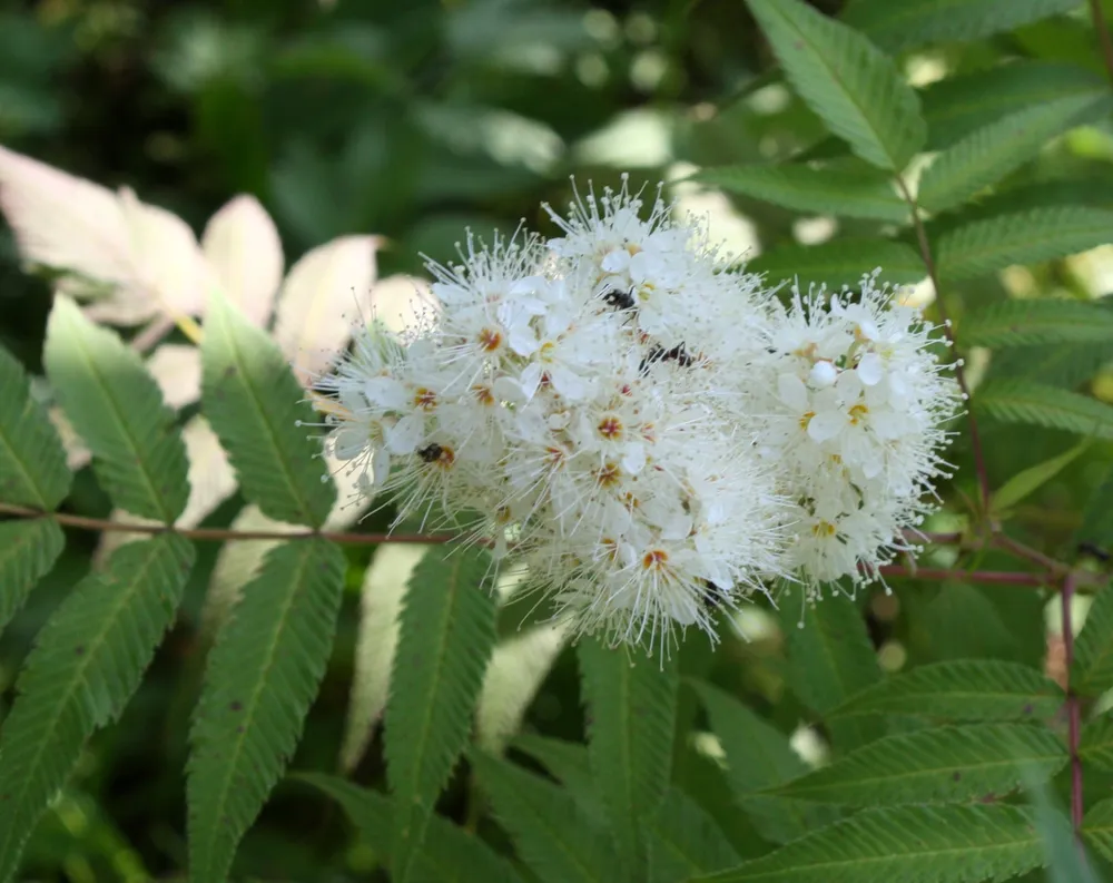 Рябинник рябинолистный Sorbaria sorbifolia