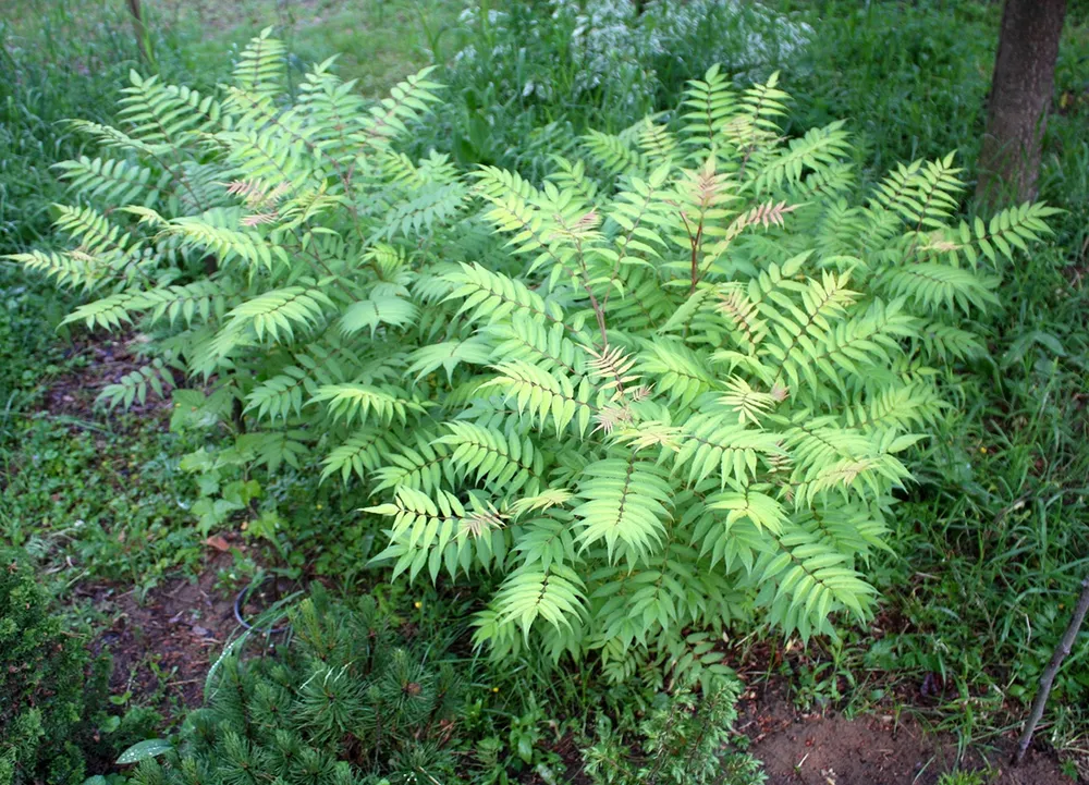 Рябинник рябинолистный Sorbaria sorbifolia