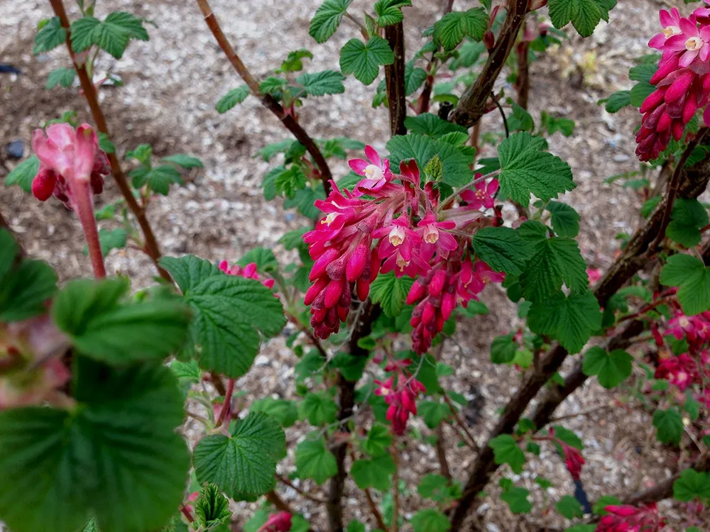 Ribes sanguineum King Edward VII