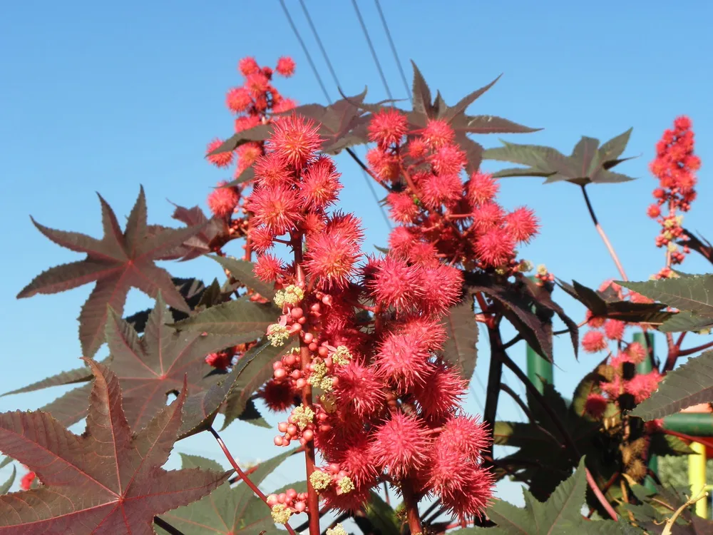 Ricinus communis